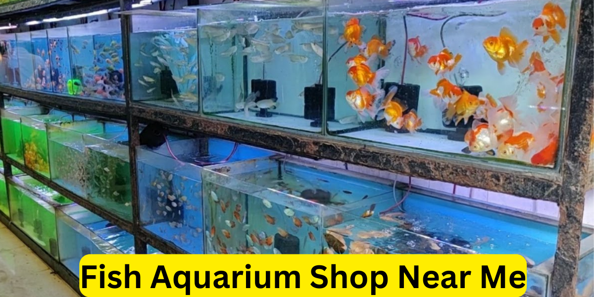 Fish Aquarium Shop Near Me