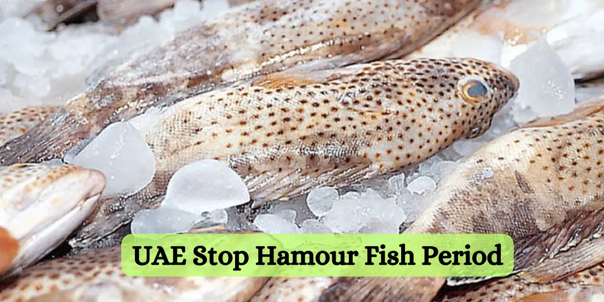 UAE Stop Hamour Fish Period