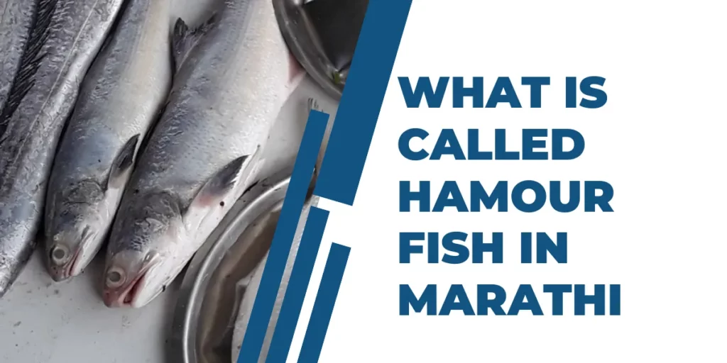 What Is Called Hamour Fish In Marathi