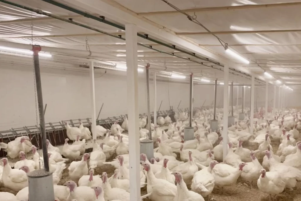 Illuminating Success Hontech Wins – Your Trusted Partner in Poultry Lighting Solutions