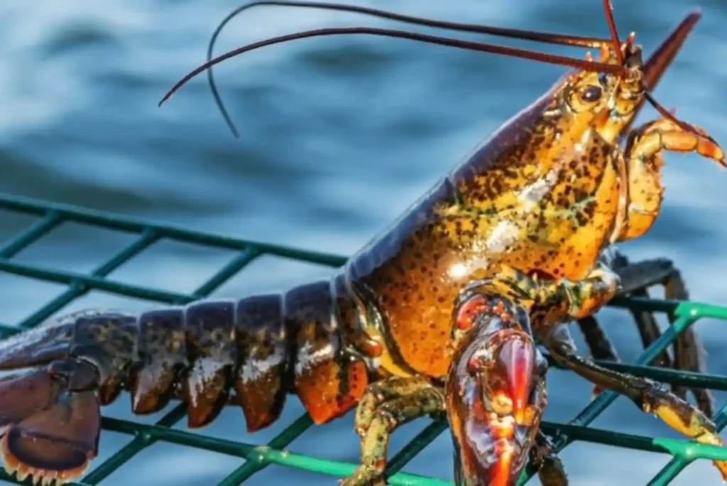 Comparison and Pros & Cons of Lobster in Dubai | United Fish