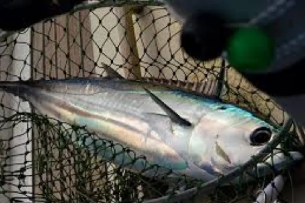 Most Effective Ways to Preserve Tuna Fish in Dubai | United Fish