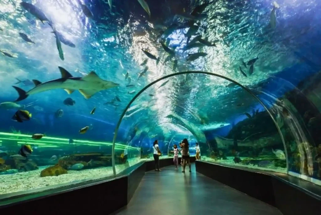 Why You Should Visit United Fish Dubai – Top Aquatic Destination