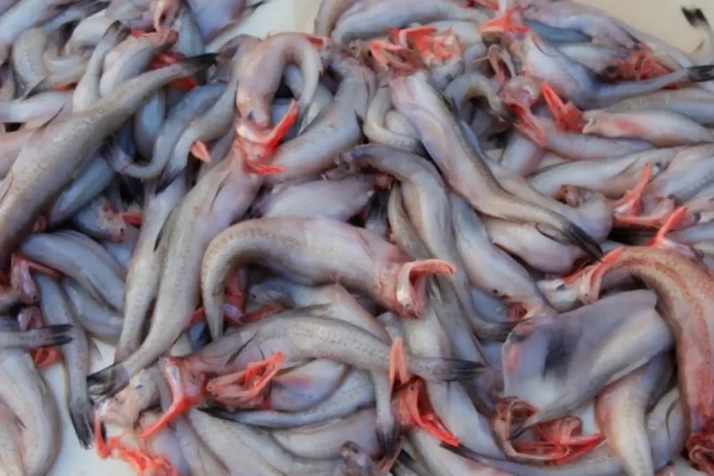 Bombay Duch Fish in Dubai – All You Need to Know