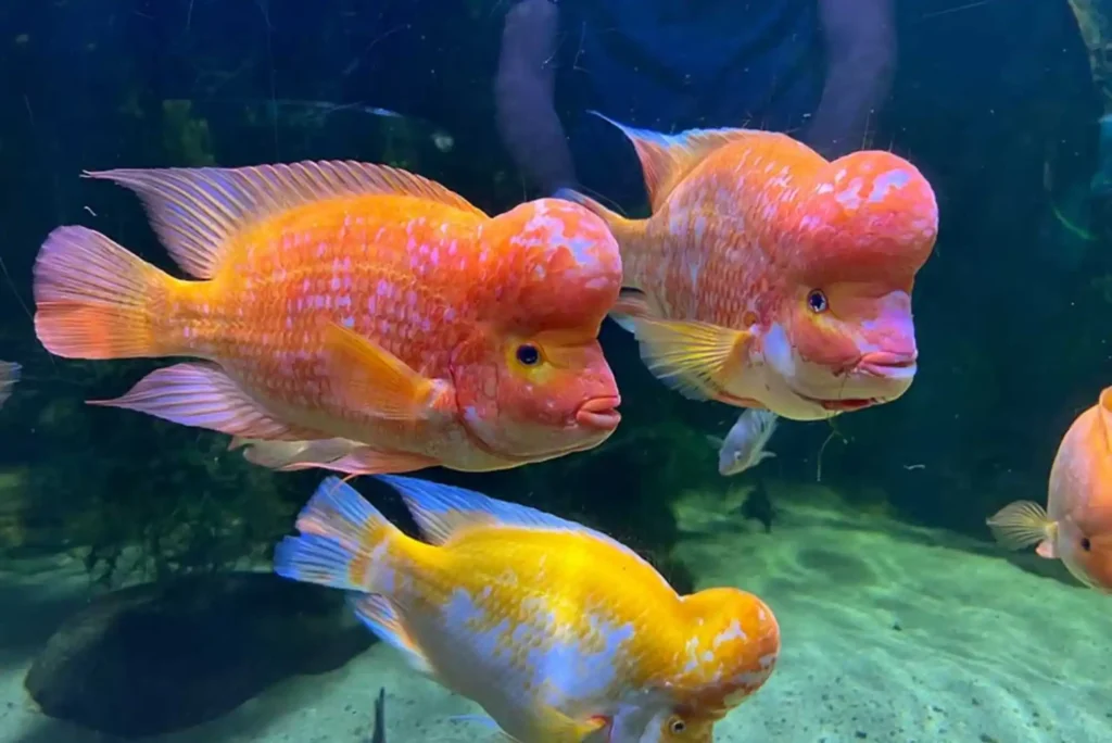 Feeding Betta Fish in Dubai: A Complete Step-by-Step Guide